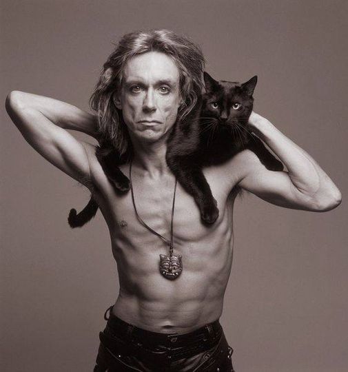 Iggy with cat